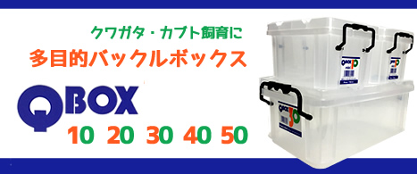 クワガタ・カブト飼育に 多目的バックルボックス「Q BOX」