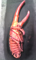 カブト１番で飼育したヘラヘラ蛹　175mm