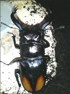 セアカフタマタ