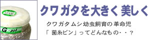 クワガタを大きく美しく。クワガタムシ幼虫飼育の革命児、「菌糸ビン」ってどんなもの？