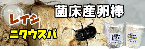 菌床産卵棒 【レイシ】【ニクウスバ】