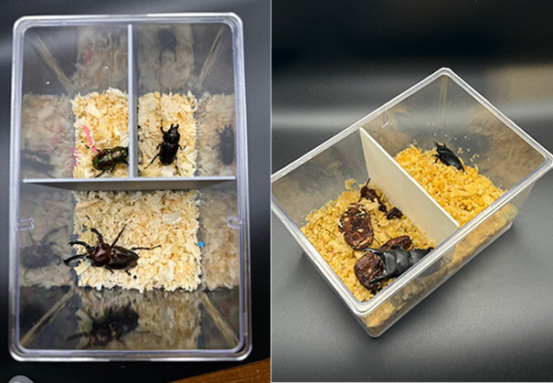 クワガタ飼育グッズ「こんちゅ」