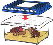 飼育家ケース本体とフタの間にはさんで使用します