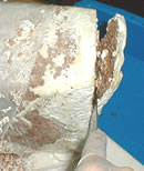 菌糸ブロックは通常表面に白く固い皮膜があります