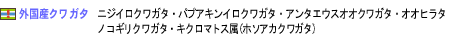 外国産クワガタ　ニジイロ・パプアキンイロクワガタ・アンタエウス・オオヒラタ・ノコギリクワガタ・キクロマトス属（ホソアカクワガタ）